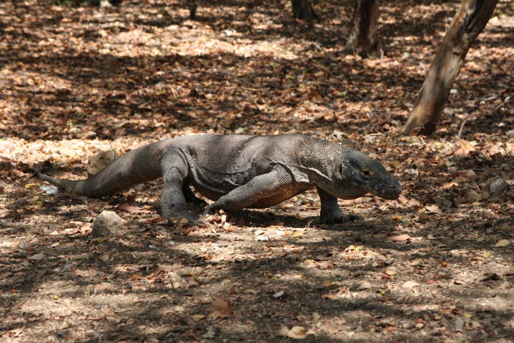 Komodo island